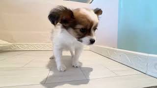 パピヨンの動画01