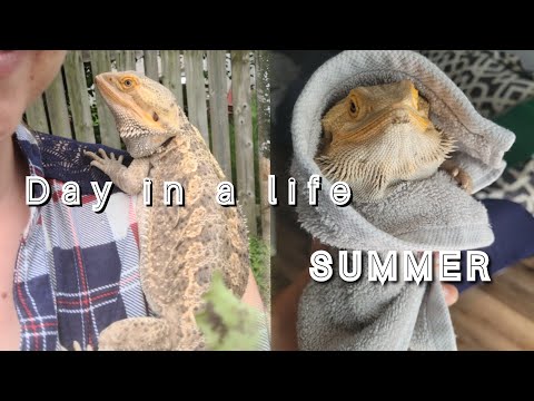 Day in a Life of a Bearded Dragon FIRST TIME Pet Owner || Summer Edition