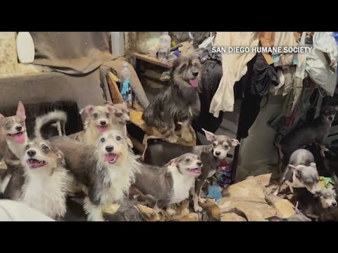 40 dogs rescued in La Mesa now up for adoption