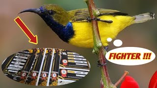 Download lagu CUKUP 1 MENIT !! SOGON MANAPUN BAKALAN NYAUT DAN IKUT GACOR || SOGON FIGHTER LANGSUNG RESPON BUNYI mp3 Download lagu CUKUP 1 MENIT !! SOGON MANAPUN BAKALAN NYAUT DAN IKUT GACOR || SOGON FIGHTER LANGSUNG RESPON BUNYI mp3