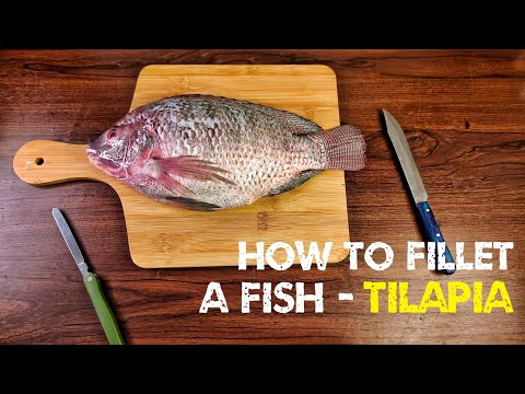 How to Fillet a Fish - Tilapia