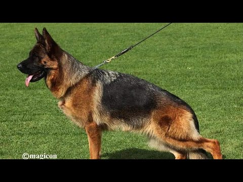 VA1 #bszs2023 working Open class female🏆Norana vom Grafenbrunn ❣️