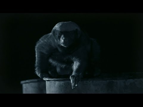 Honey Badger Scares Off Hyena | Nature on PBS