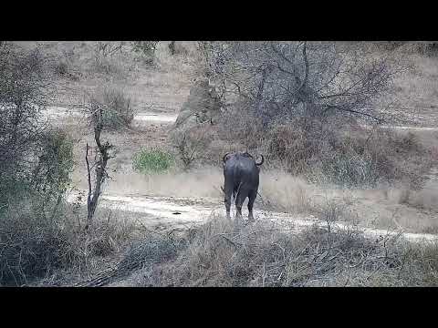 Djuma: Lone Buffalo on the dam wall - 16:43 - 08/14/21