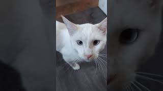 Siamese/Tabby Cats Videos