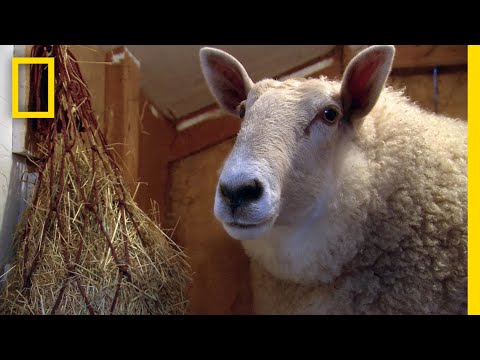 羊の種類 - クランフォレストシープ