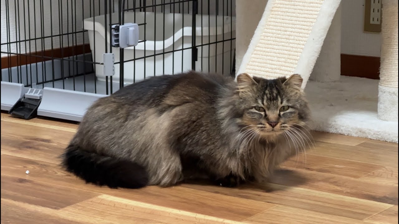 妊婦猫ゆうこちゃんと生配信