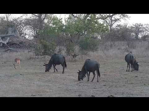 Djuma: Impalas and Wildebeests - 17:17 - 09/27/21