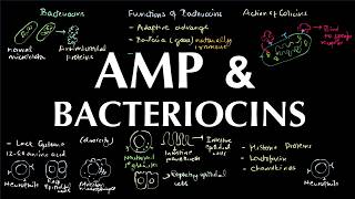 Antimicrobial Peptides (AMPs) & Bacteriocins | Mechanism, Types, Application of future antibiotics