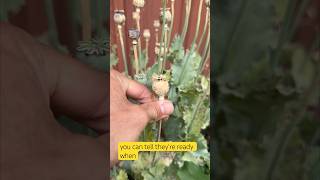 Harvesting Poppy Seeds #Garden #gardenflowers #poppy