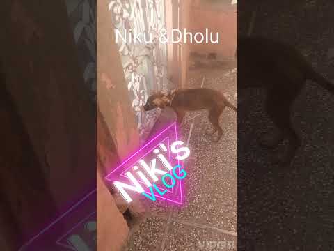 This is Niku & Dholu #shorts #dogs