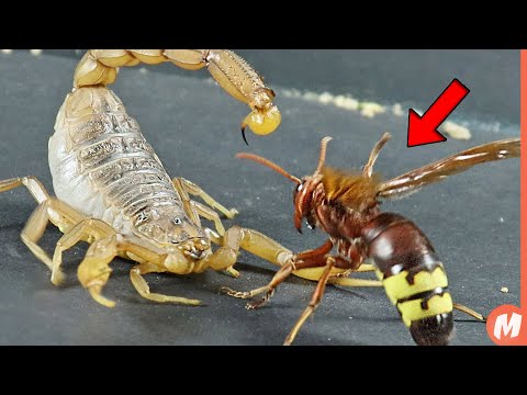 العقرب الاصفر في مواجهة مع الدبور الاكبر في العالم..انظروا ماذا حدث !
