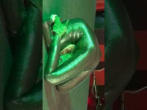 #contortion #flexibility #stretching #bendy #flexibilitygoals #contortionist