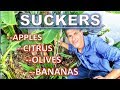 SUCKERS: The Good... The Bad...   (Citrus, Bananas, Apples, Olives & MORE)