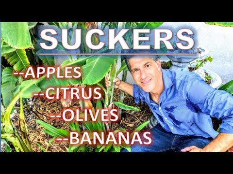 download lagu mp3 mp4 Suckers Plant, download lagu Suckers Plant gratis, unduh video klip Suckers Plant