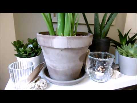 , title : 'SAUMUR interior & styling EXTRA VLOG: Botanische styling Green Lifestyle Store'