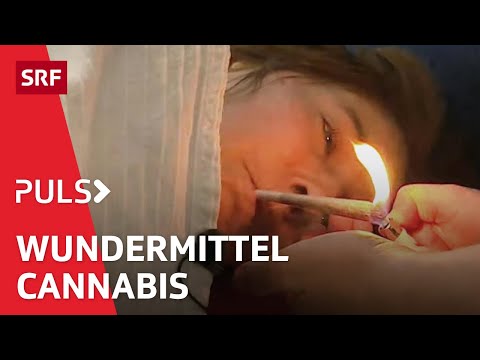 Cannabis Hype – die verbotene Droge als Schmerztherapie der Zukunft | Puls | SRF Wissen