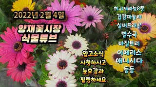 양재꽃시장 식물튜브 [희귀제라늄8종, 블랙벨벳, 오스테우스펄멈, 실버드래곤, 페르시아, 별수국 등등] #양재…