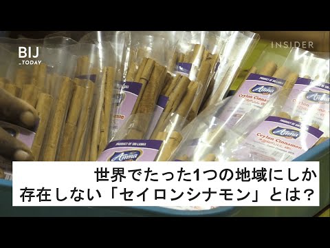 セイロンシナモンの木 植物