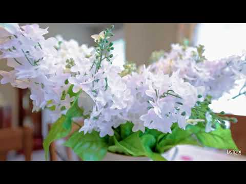 Branded 230 Ancona Ave