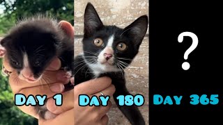 How kittens growing up ( week by week ) : 0 to 20 months || Cats story✨