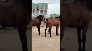 Download lagu Horse Mating mp3