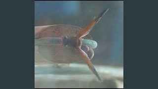Noitcidda the Creature Music Video