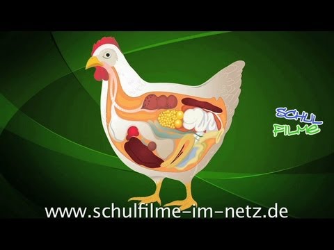 , title : 'Das Huhn - Schulfilm Biologie'