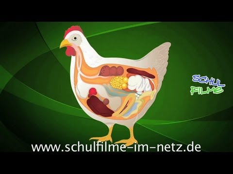 Rückenschmerzen in der Gegend, wo der BH befestigt Geschmolzene Fett Pferd mit Bandscheibenbruch