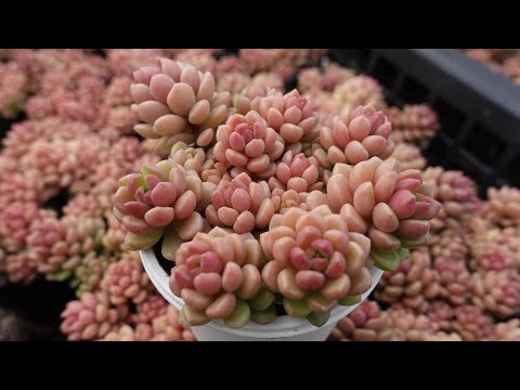 スプリングスパー 植物