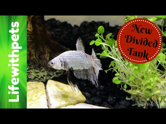 Setting up a New 10 Gallon divided Betta Fish Tank