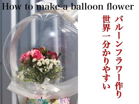 バルーンフラワー 植物