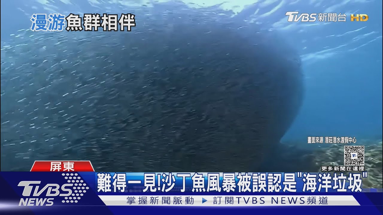 壯觀!潛客目睹上萬「沙丁魚風暴」 罕見竟誤認成「海洋垃圾」