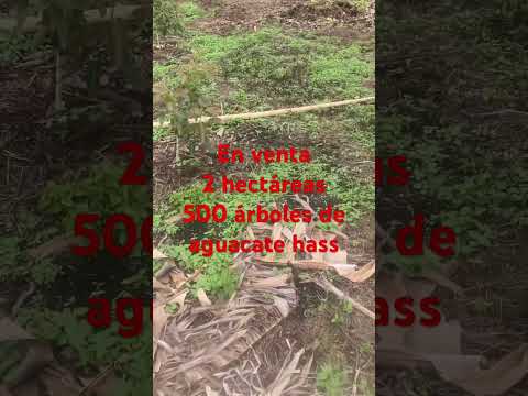 Hermosa finca en el municipio de San Lorenzo Nariño 3212640333