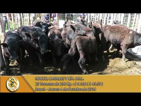 04-10-18 Venta de Hembras - Rocco, Canales y Cía. S.R.L. - Rauch