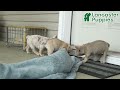 French Bulldog dogs for sale: Chase  - Video 1