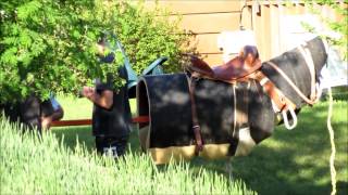 Saddle Bronc Cowboys