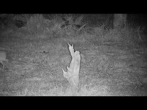 Djuma: Grey Duiker - 20:39 - 08/12/21