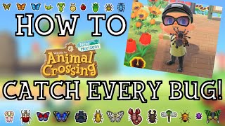 How To Catch Every Bug in Animal Crossing New Horizons - New Horizons Bug Guide - ACNH Insect Guide