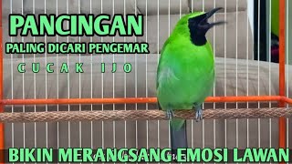 Download lagu Pancingan Handal Cucak Ijo Gacor! Jitu Dalam Membuat Ijo Lain Cepat Naik Emosi Langsung Jamtro Emosi mp3