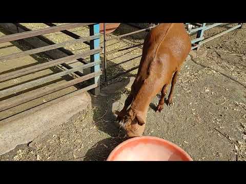 chand ke sath tara(2)