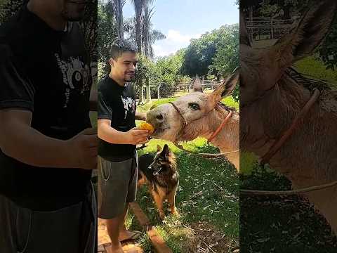 Sinos - Jumentinha Juju