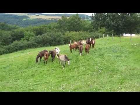 FillyCamp - Wilde Jungs