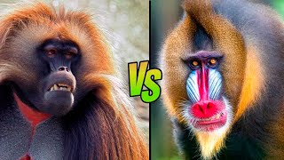 BABUÍNO VS MANDRIL | Qual é o macaco mais forte