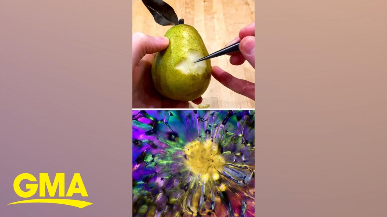 Microbiologist puts random things under a microscope and it's magical