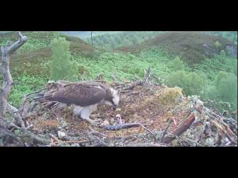 22 6 17 0700 ONLY ONE CHICK    ©THE WOODLAND TRUST, LOCH ARKAIG OSPREY PROJECT