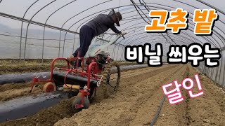 고추밭 비닐 씌우기 달~인   진짜 빠르다