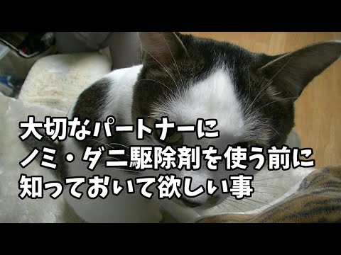 猫用フィプロニル - その目的、投与量、副作用