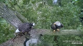 Decorah Eagles Cam   watch live footage of Bald Eagles   Explore org   Google Chrome 8 14 2019 8 23