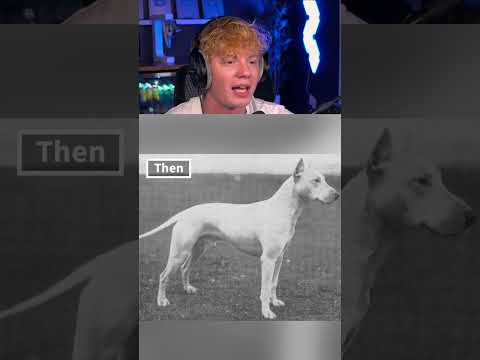 How Dog Breeds Looked Like 100 Years Ago! 😲